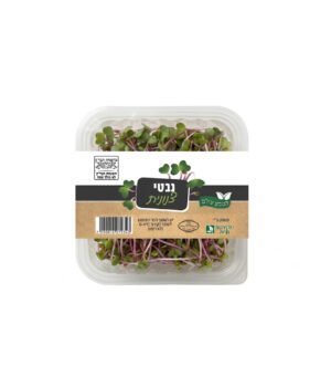 נבטי צנונית